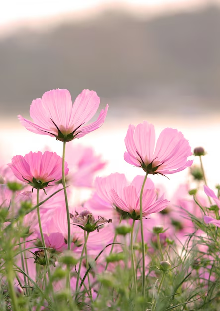 Determining the Right Number of Grow Lights for Optimal Plant Growth