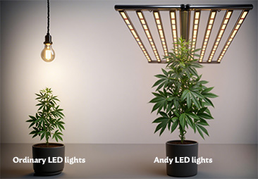 Andy LED VS Ordinary