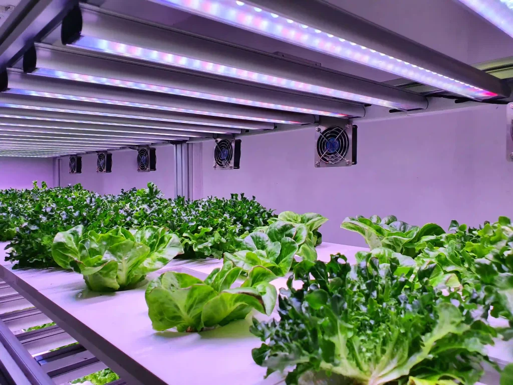 LED-Grow-Light-Full-Spectrum-1000W-1-scaled