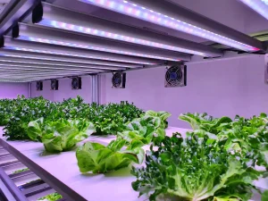 LED-Grow-Light-Full-Spectrum-1000W-1-scaled