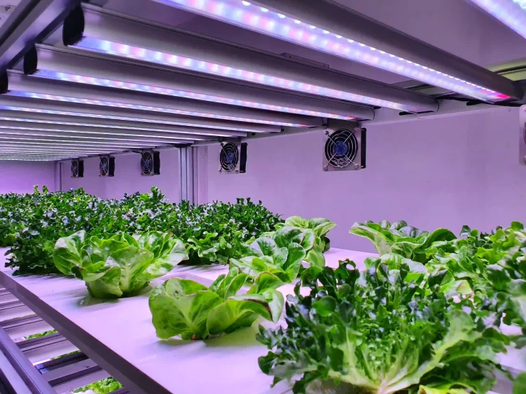 LED-Grow-Light-Full-Spectrum-1000W-1-scaled