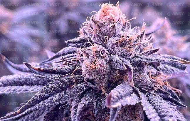 Let's Grow Together!