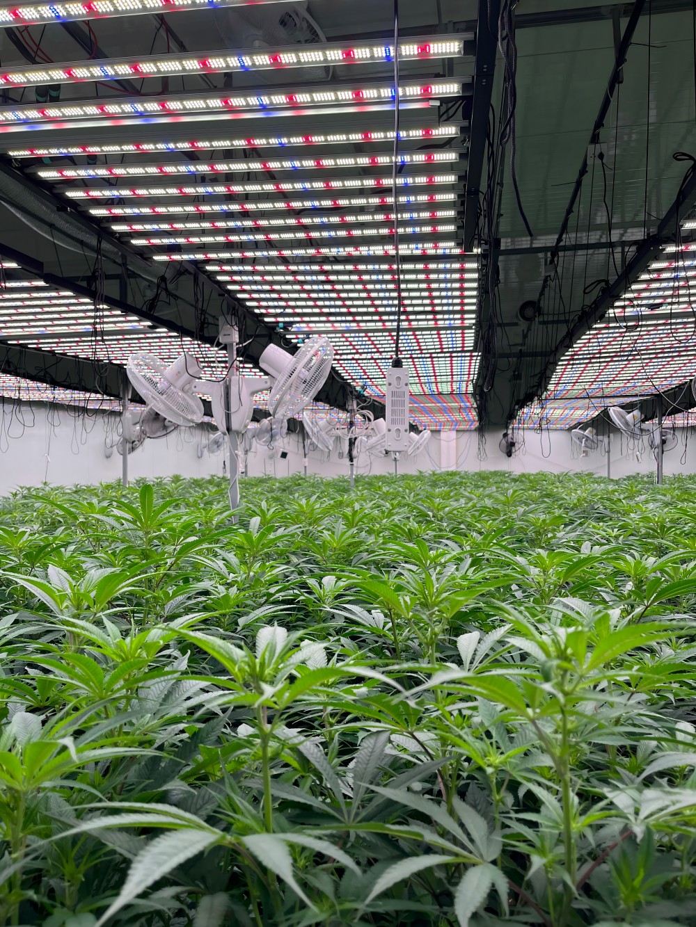 Canadian Farms