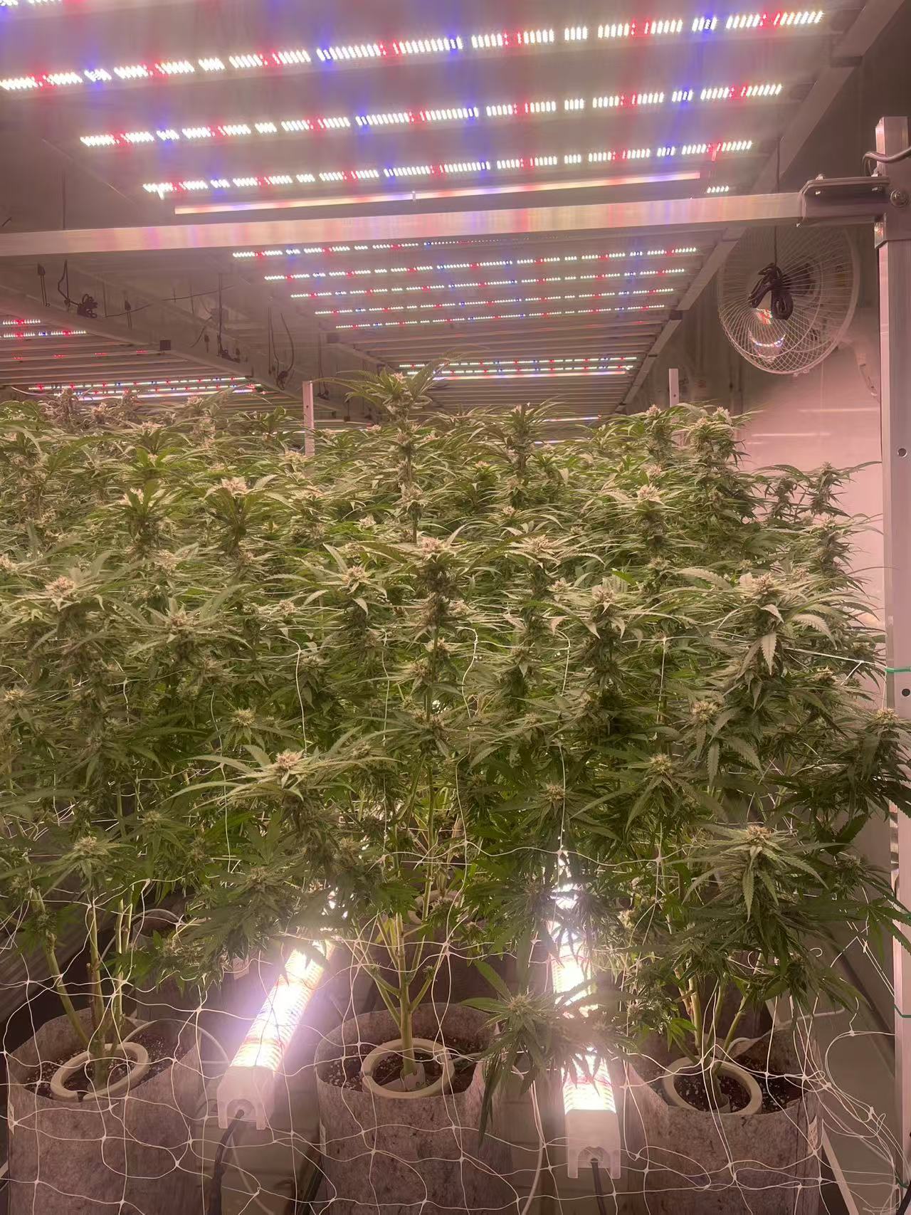 Big Plants  Factories