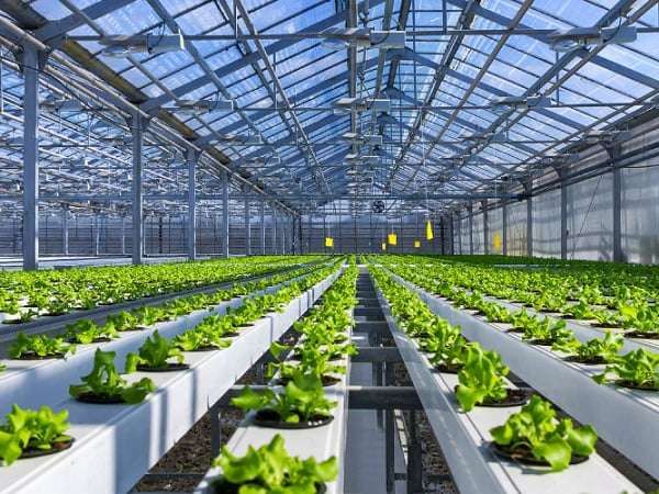Greenhouse Agriculture