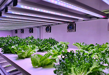 LED Grow Light Full Spectrum 1000W-1