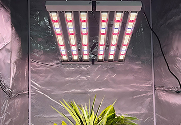 cannabis grow light