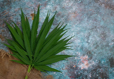 marijuana grow lihgt