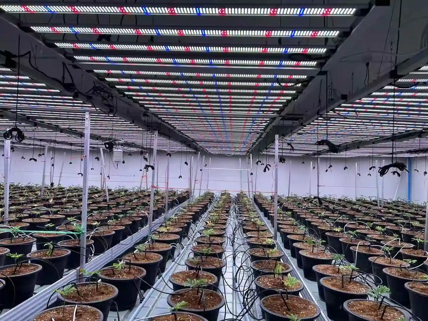 Best Growing Lights Optimal Solutions for Cannabis Cultivation