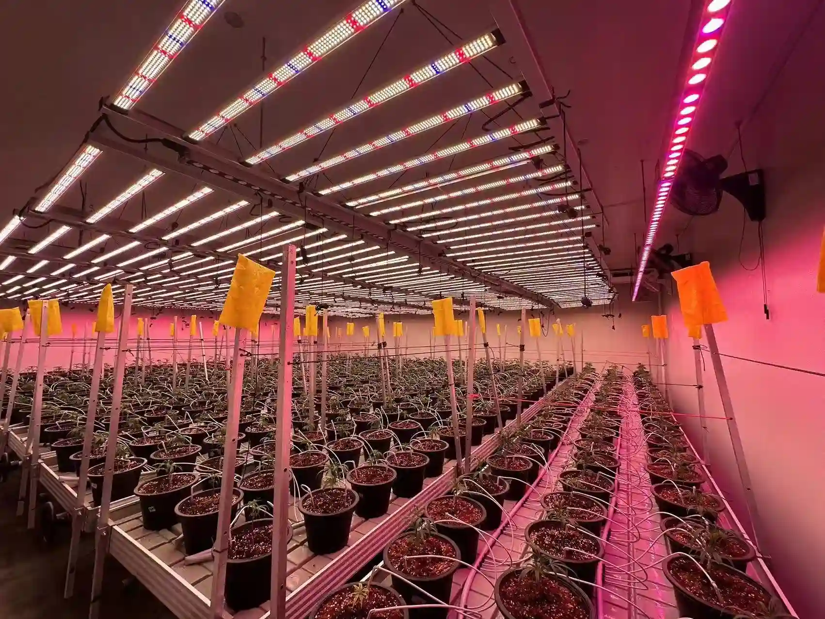 How Many Watts Do Indoor Grow Lights Really Need for Healthy Plants