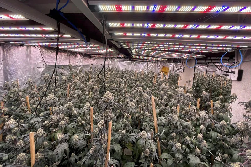 Choosing the Right LED Grow Light for Optimal Indoor Plant Health