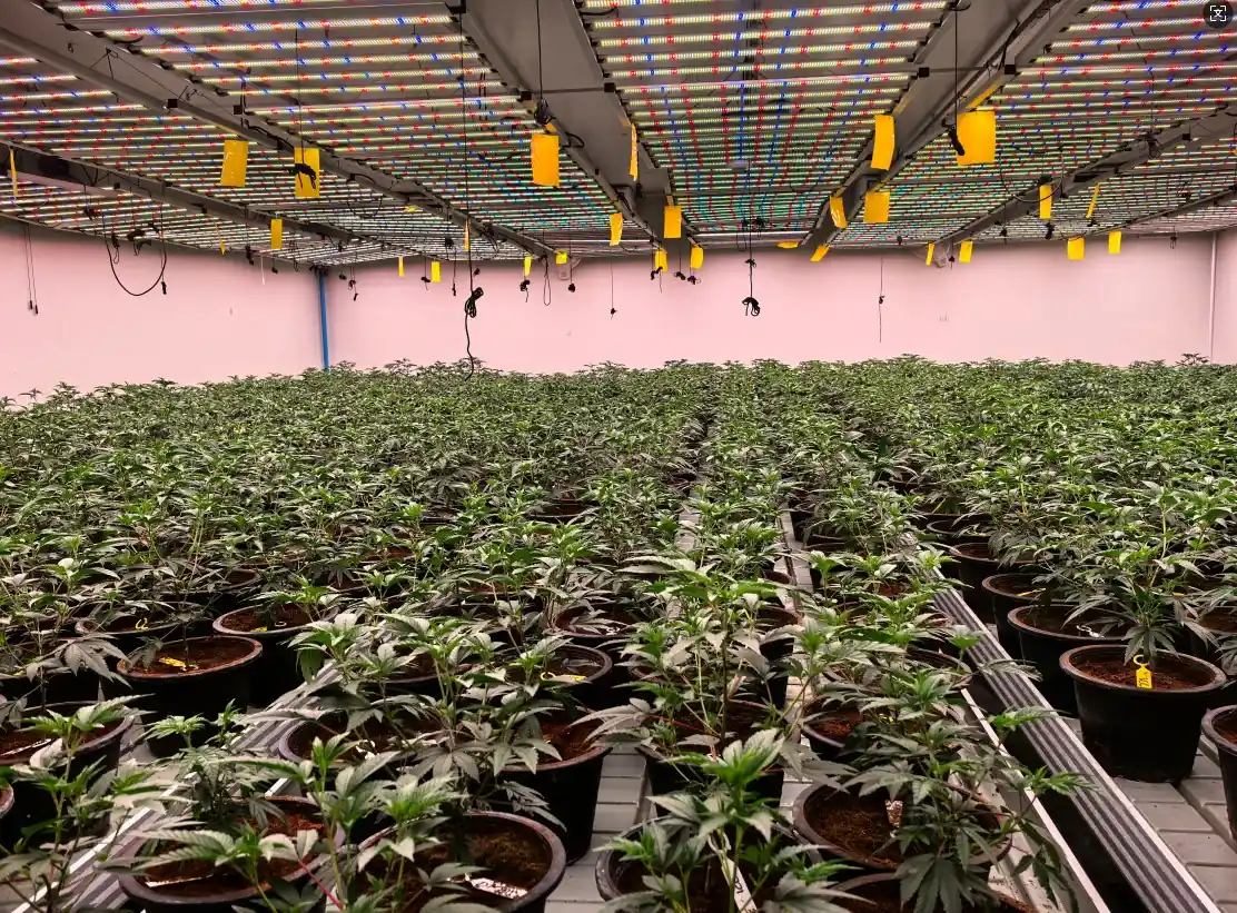 Best Grow Lights for All Seasons of Cannabis Growth 2026