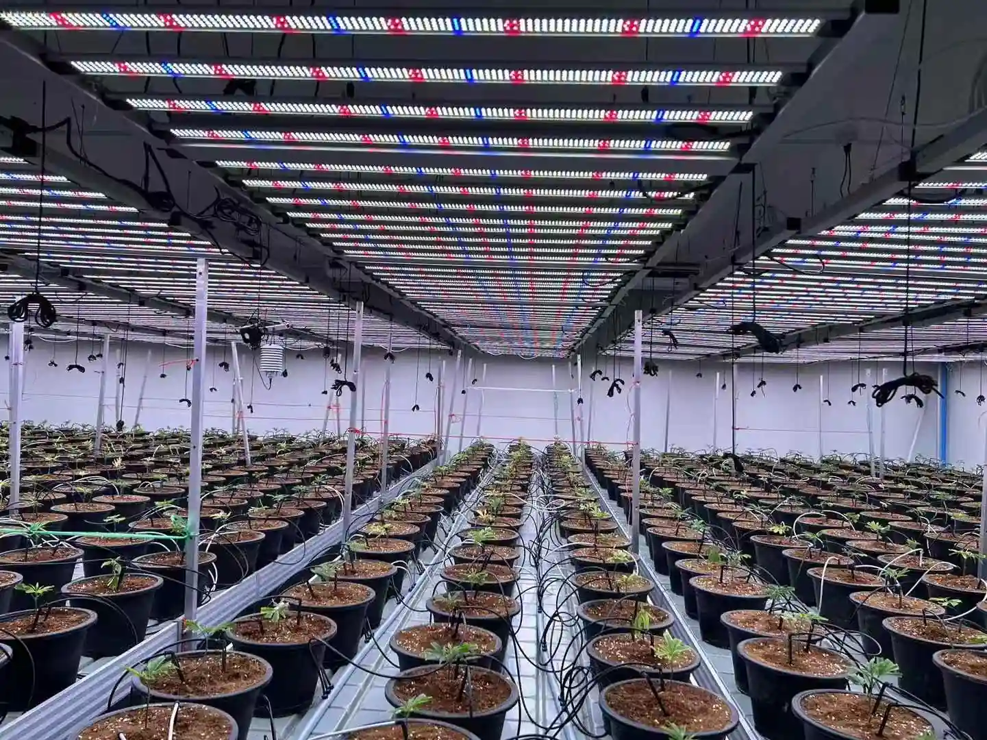 Indoor Grow Lights for Greenhouse Vegetables and Cannabis 2026 Trends